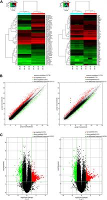 LncRNA RP11-59J16.2 aggravates apoptosis and increases tau phosphorylation by targeting MCM2 in AD